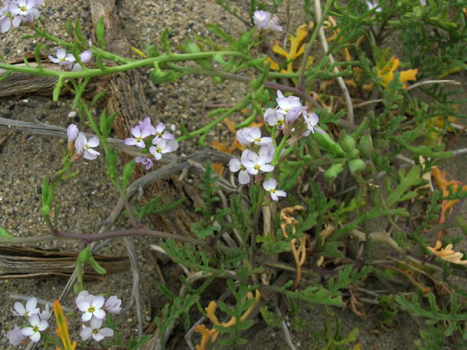 Detailed Picture 4 of Cakile maritima