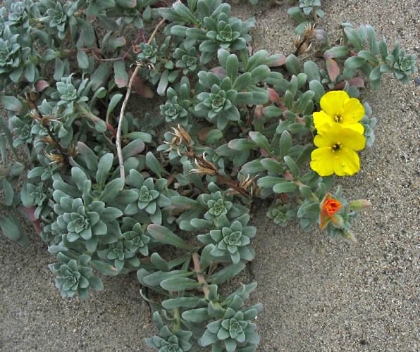 Detailed Picture 3 of Camissoniopsis cheiranthifolia ssp. suffruticosa