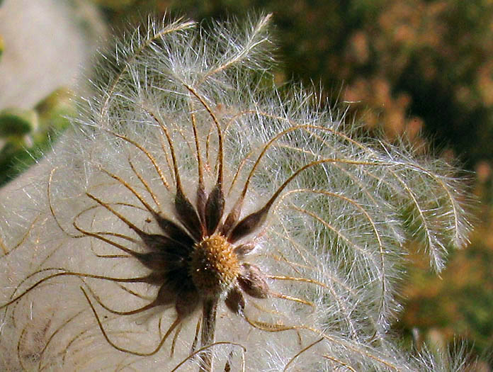 Detailed Picture 9 of Clematis lasiantha