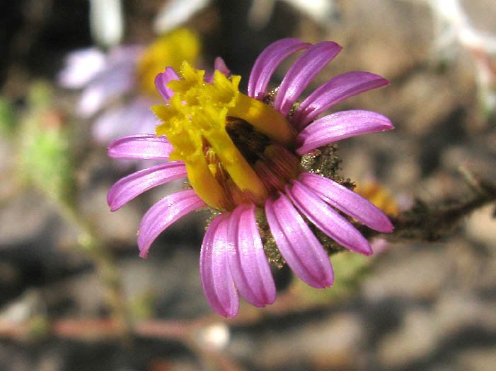 Detailed Picture 2 of Corethrogyne filaginifolia