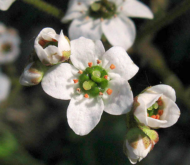 Detailed Picture 1 of Micranthes californica