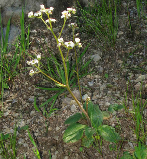 Detailed Picture 4 of Micranthes californica