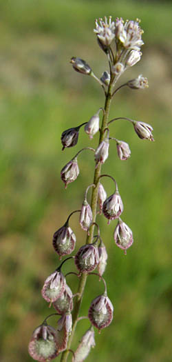 Detailed Picture 3 of Thysanocarpus curvipes