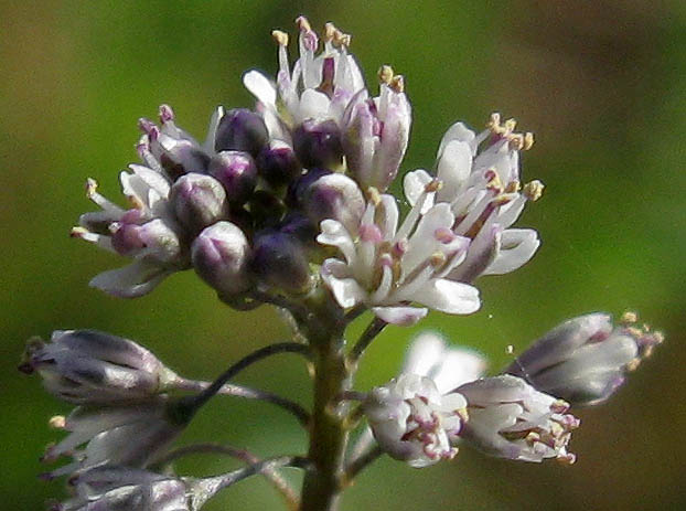 Detailed Picture 1 of Thysanocarpus curvipes