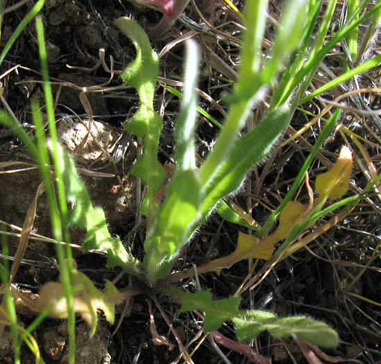 Detailed Picture 6 of Thysanocarpus curvipes