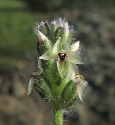 Detailed Picture 1 of Plantago erecta