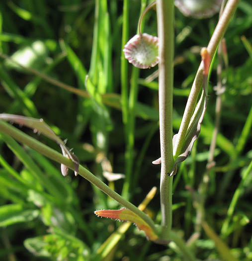 Detailed Picture 5 of Thysanocarpus curvipes