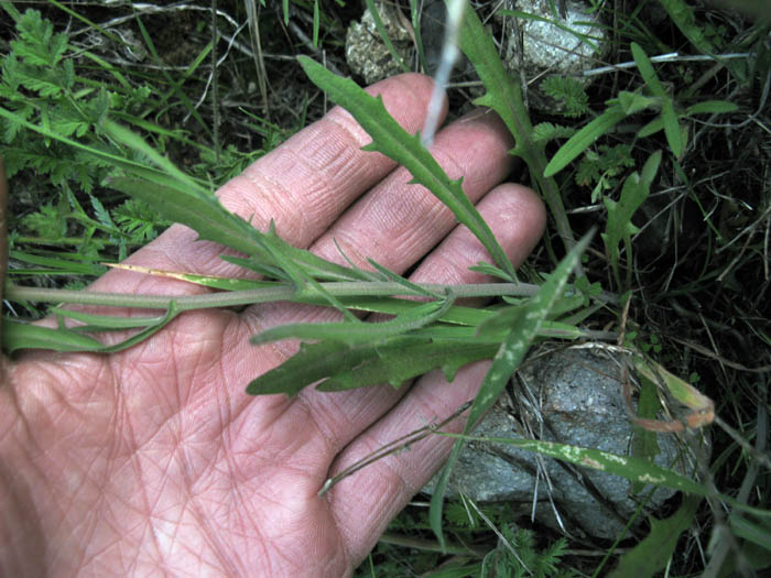 Detailed Picture 7 of Thysanocarpus laciniatus