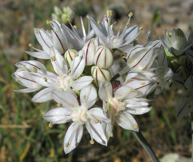 Detailed Picture 3 of Allium haematochiton