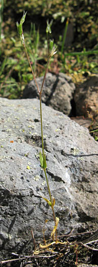 Detailed Picture 4 of Stellaria nitens