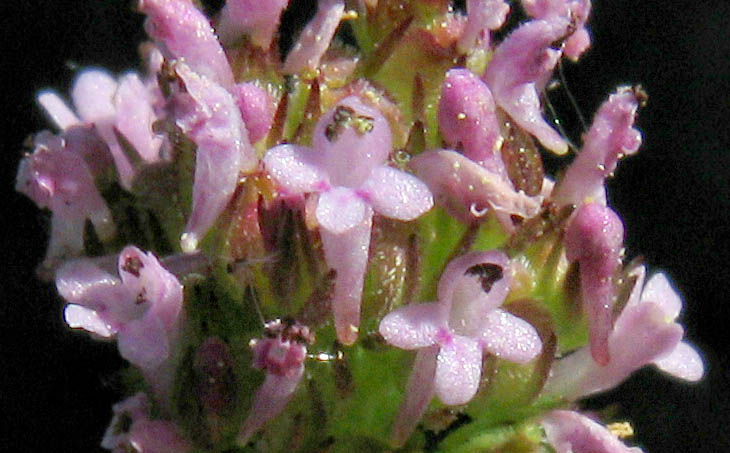 Detailed Picture 1 of Plectritis ciliosa