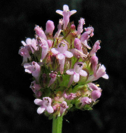 Detailed Picture 3 of Plectritis ciliosa