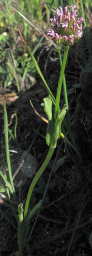 Detailed Picture 5 of Plectritis ciliosa