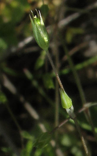 Detailed Picture 5 of Stellaria nitens