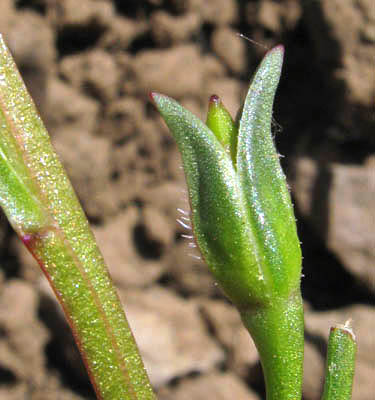 Detailed Picture 5 of Calandrinia menziesii