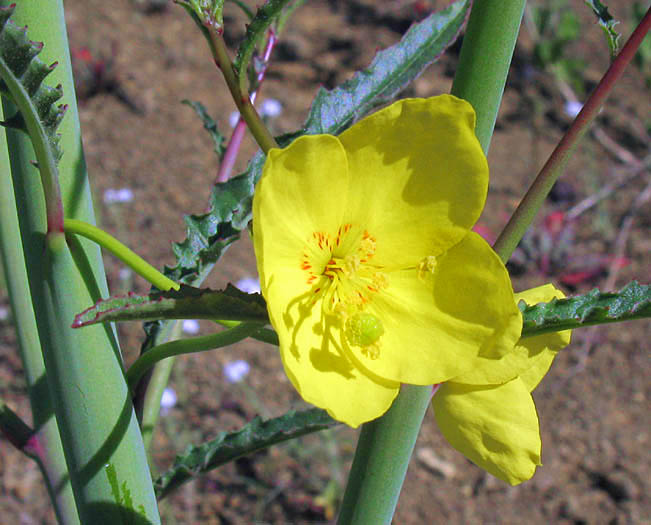 Detailed Picture 1 of Eulobus californicus