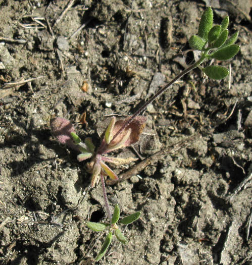 Detailed Picture 9 of Draba cuneifolia