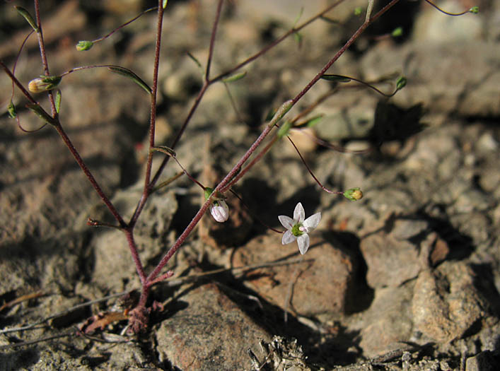 Detailed Picture 4 of Nemacladus ramosissimus