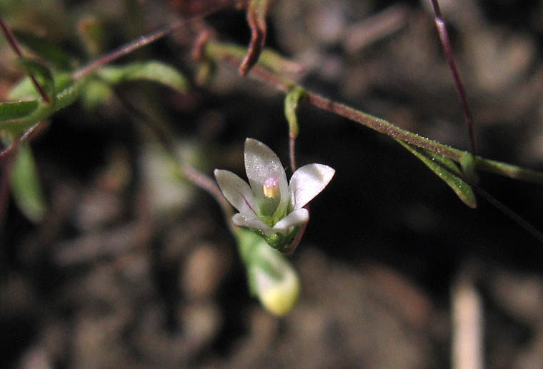 Detailed Picture 3 of Nemacladus ramosissimus