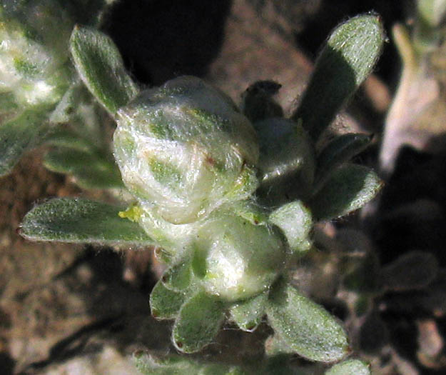 Detailed Picture 2 of Stylocline gnaphaloides