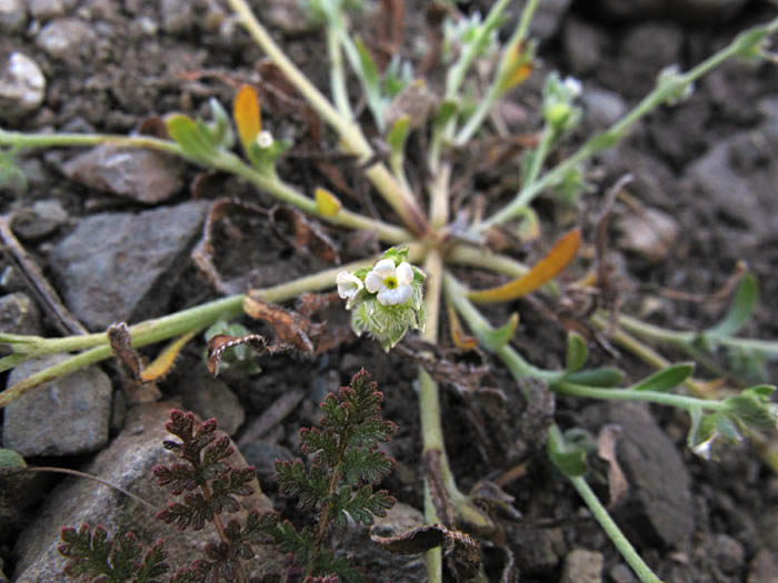 Detailed Picture 4 of Plagiobothrys acanthocarpus