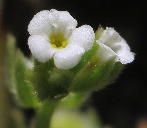 Detailed Picture 1 of Plagiobothrys acanthocarpus