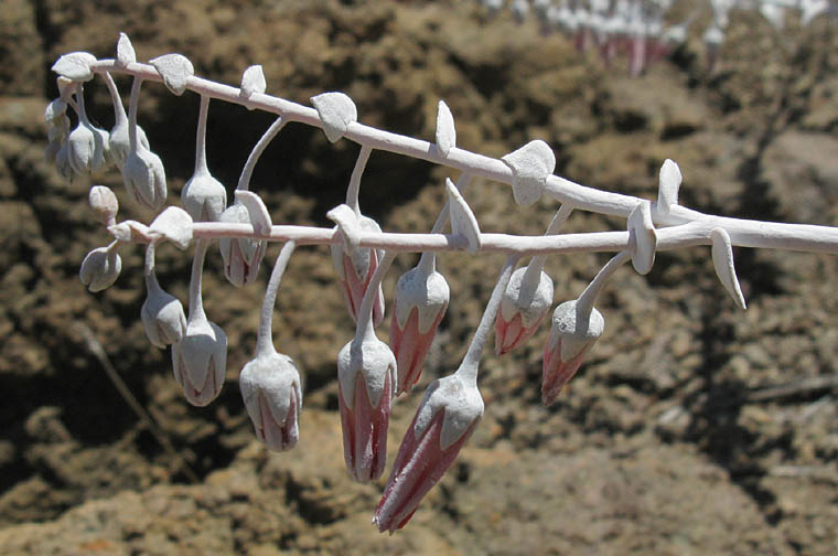 Detailed Picture 3 of Dudleya pulverulenta