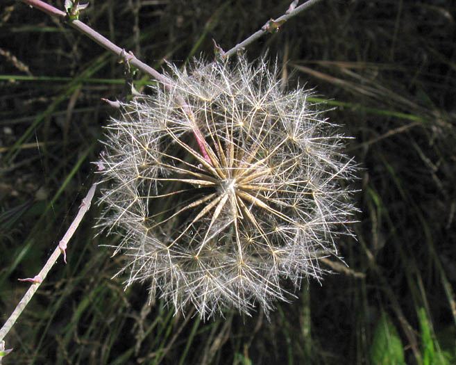 Detailed Picture 7 of Rafinesquia californica