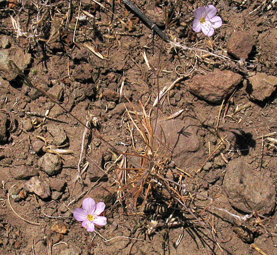 Detailed Picture 5 of Leptosiphon liniflorus