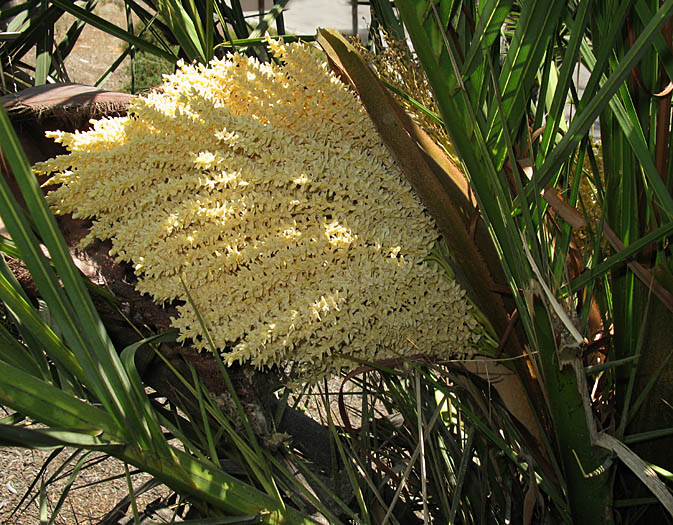 Detailed Picture 2 of Phoenix canariensis