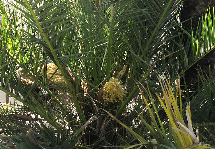 Detailed Picture 3 of Phoenix canariensis