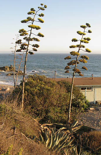 Detailed Picture 5 of Agave americana var. americana