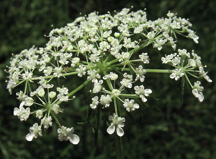 Detailed Picture 2 of Daucus carota