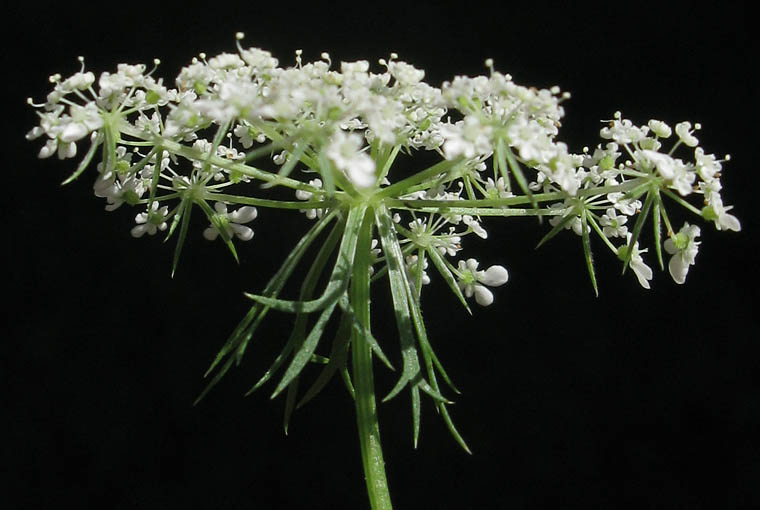 Detailed Picture 3 of Daucus carota