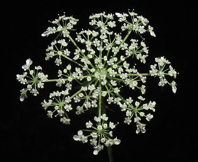 Detailed Picture 1 of Daucus carota