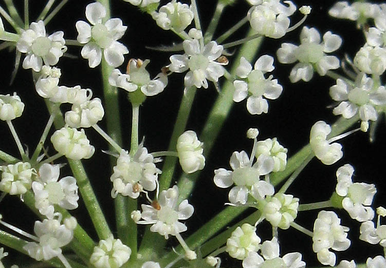 Detailed Picture 4 of Daucus carota