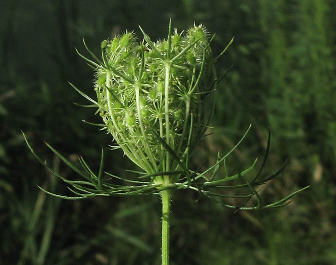 Detailed Picture 7 of Daucus carota