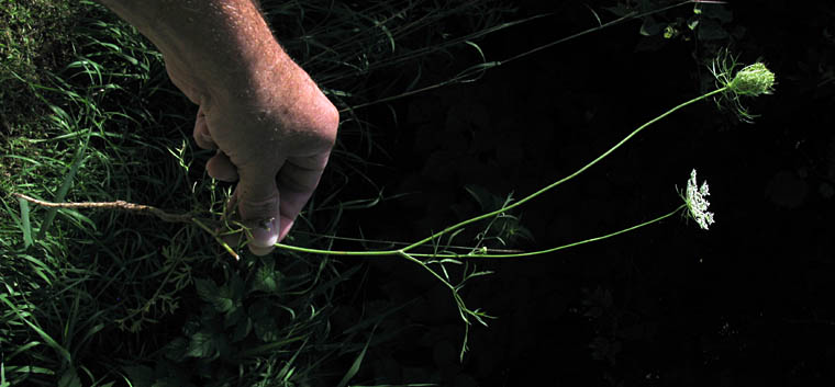 Detailed Picture 6 of Daucus carota