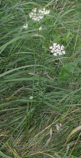 Detailed Picture 5 of Daucus carota