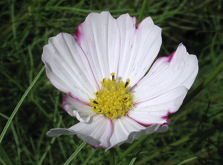 Detailed Picture 2 of Cosmos bipinnatus