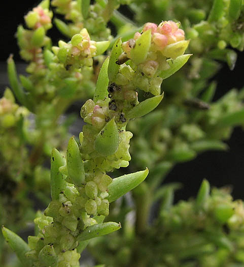 Detailed Picture 3 of Suaeda calceoliformis