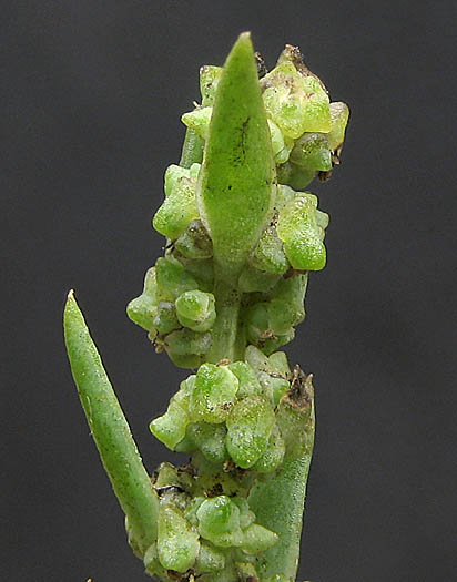 Detailed Picture 2 of Suaeda calceoliformis