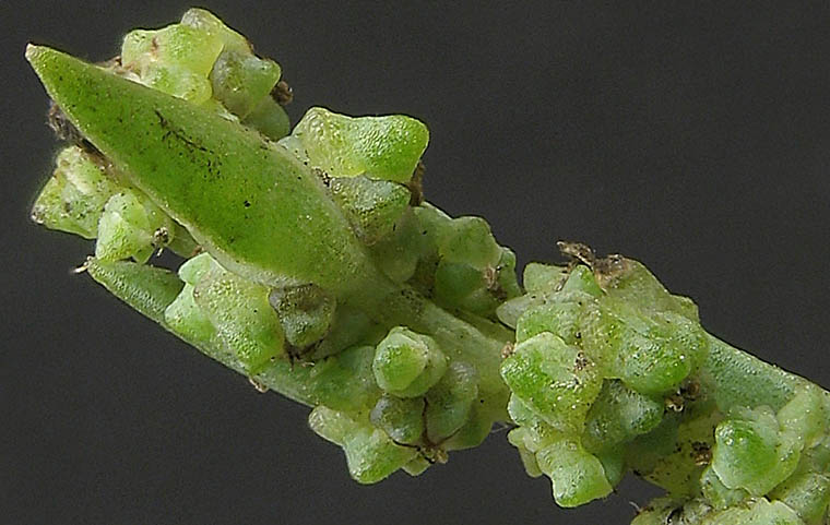 Detailed Picture 1 of Suaeda calceoliformis