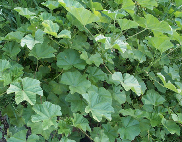 Detailed Picture 4 of Malva parviflora