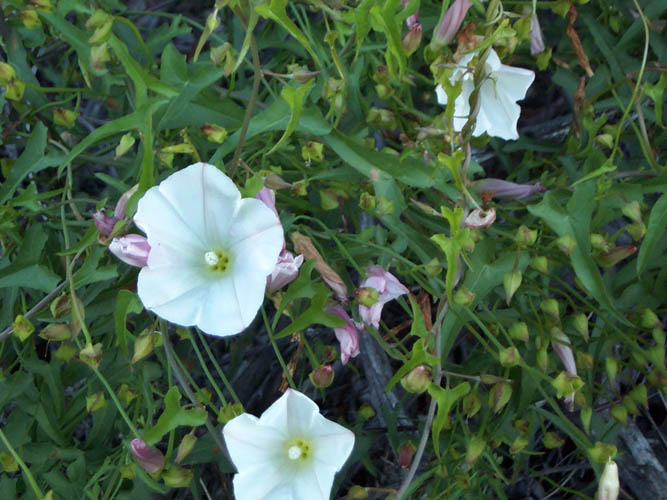 Detailed Picture 4 of Calystegia macrostegia ssp. cyclostegia