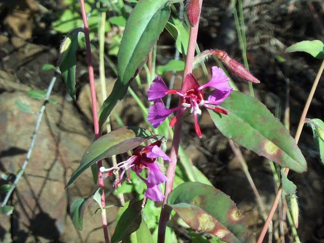 Detailed Picture 5 of Clarkia unguiculata