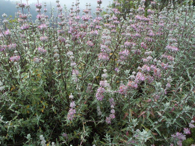 Detailed Picture 3 of Salvia leucophylla