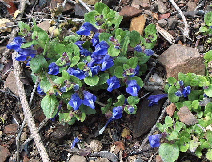 Detailed Picture 3 of Scutellaria tuberosa