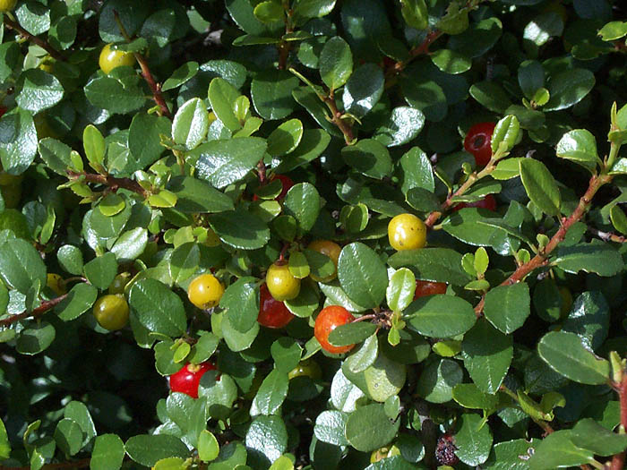 Detailed Picture 4 of Rhamnus crocea