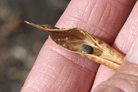 Detailed Picture 8 of Lathyrus vestitus var. vestitus